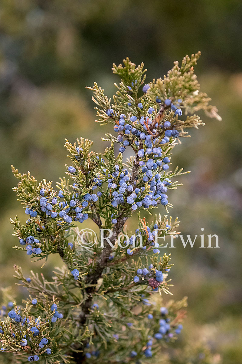 Juniper Berries