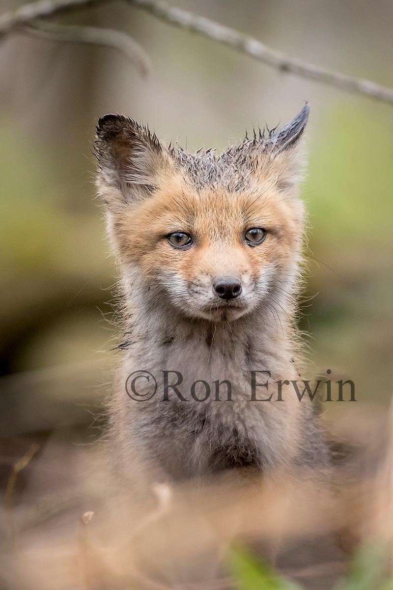 Young Red Fox