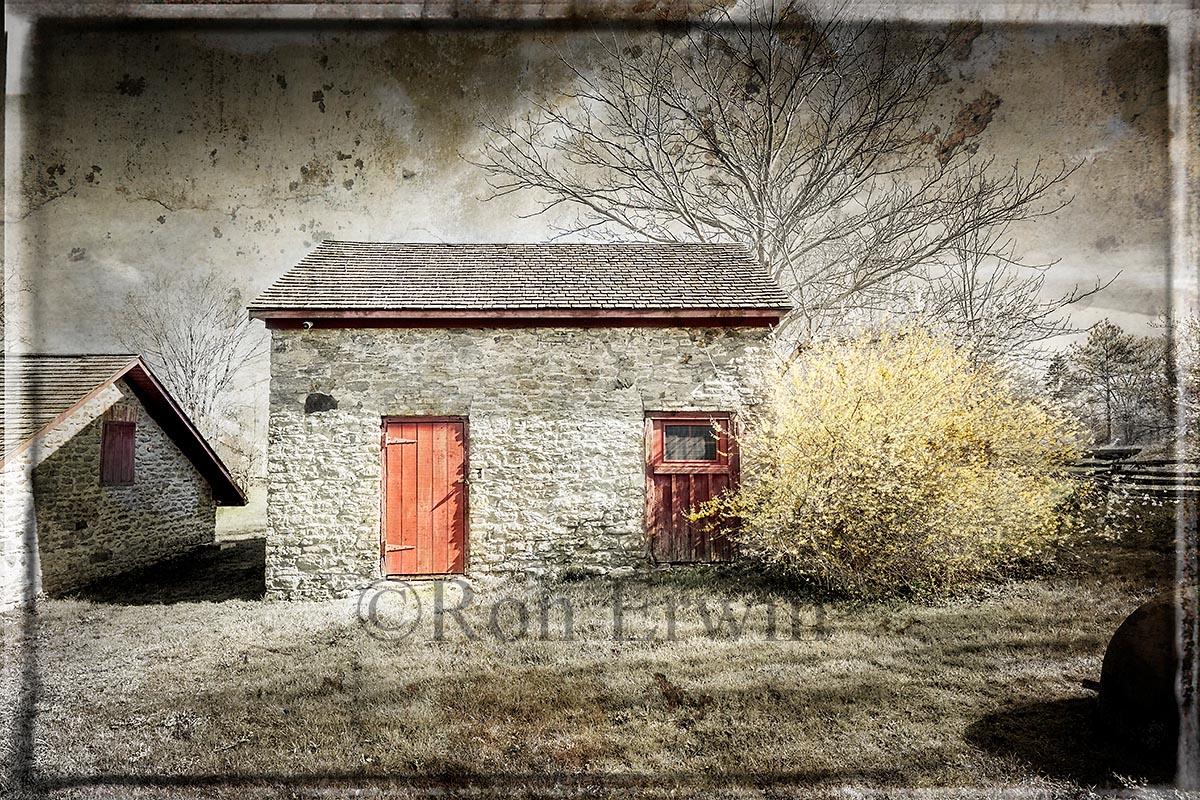 Red Doors, Yellow Flowers
