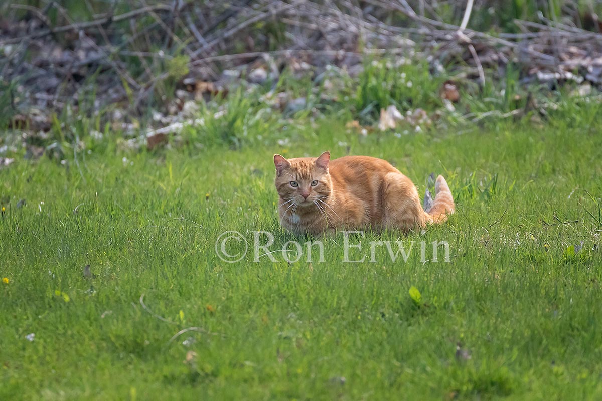 Orange Tabby Cat