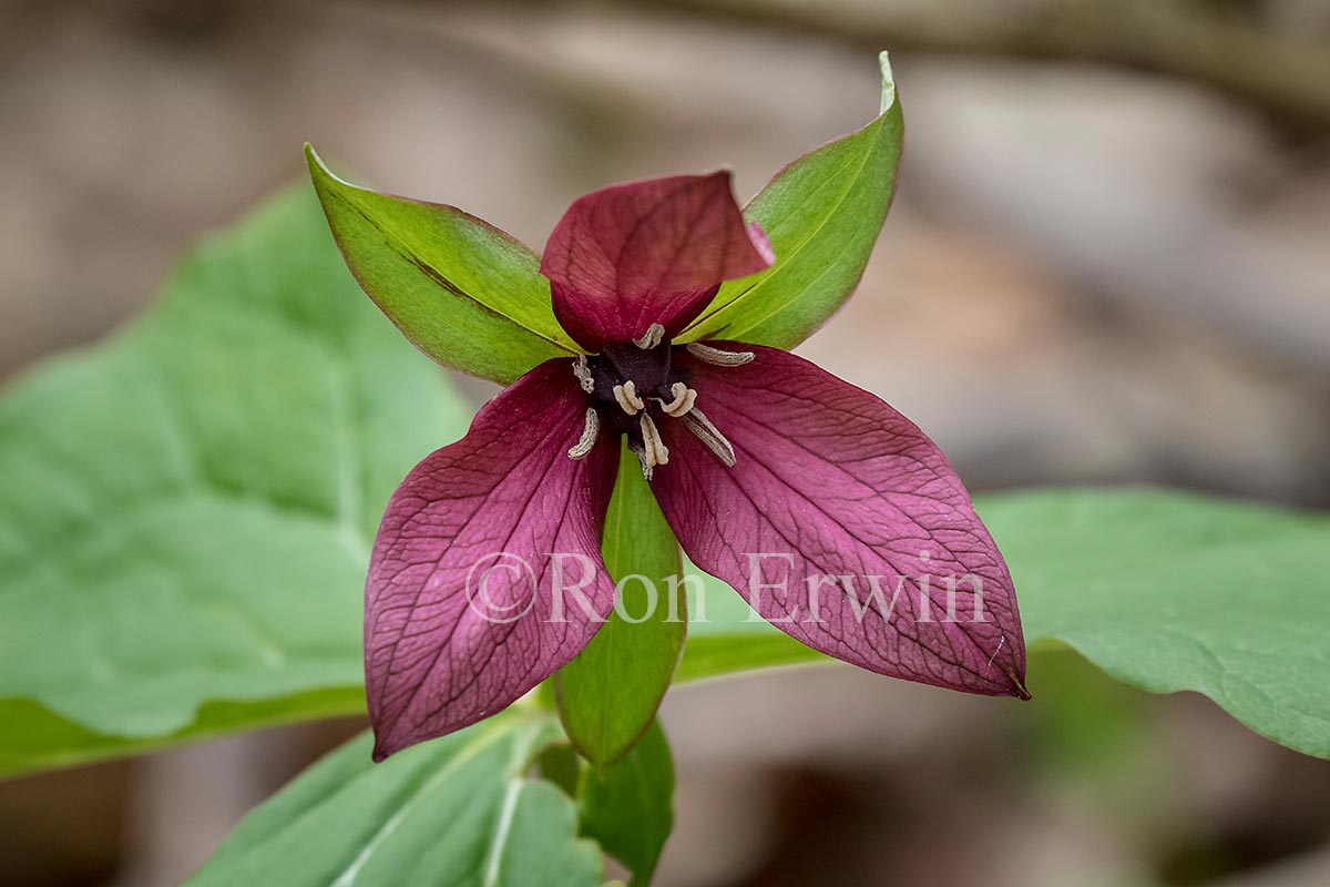 Red Trillium