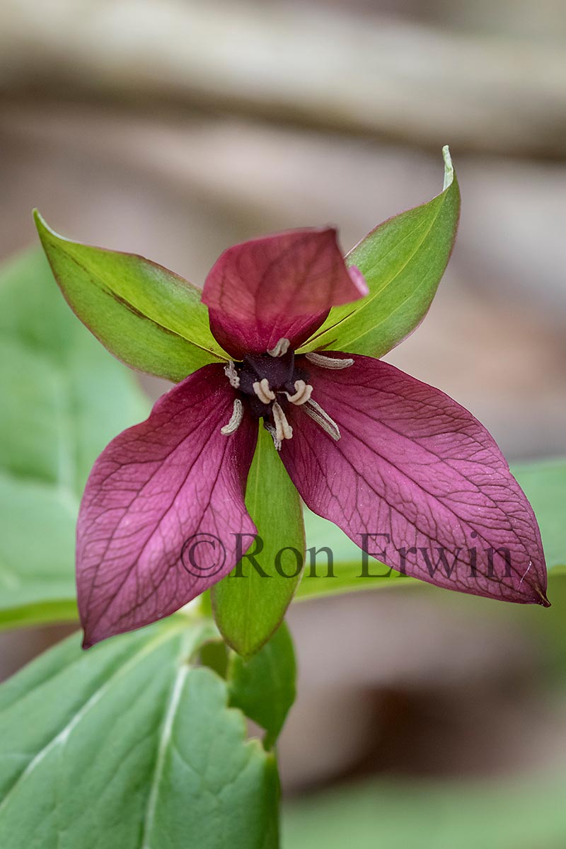 Red Trillium