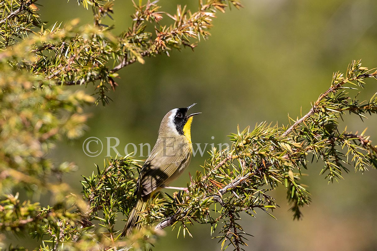 Common Yellowthroat Male