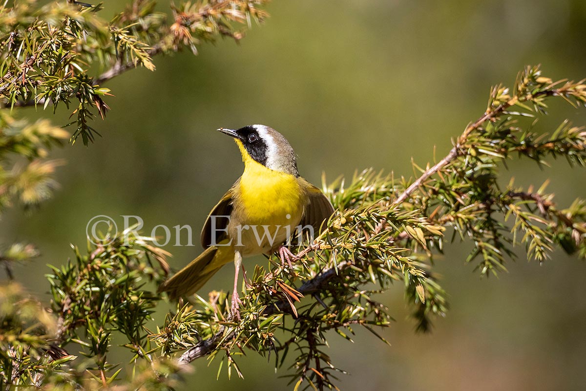 Common Yellowthroat Male
