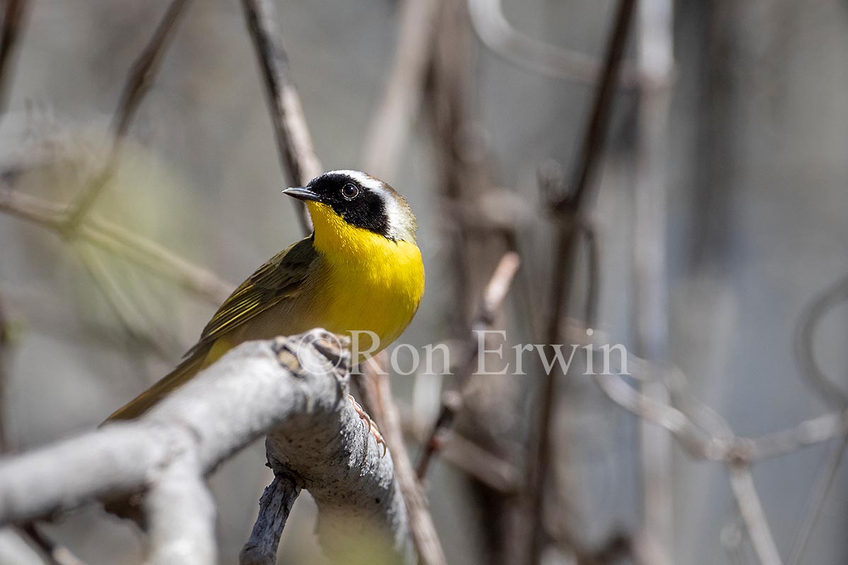 Common Yellowthroat Warbler Male