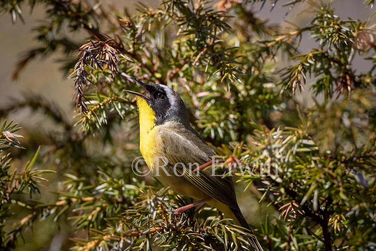 Common Yellowthroat Warbler Male