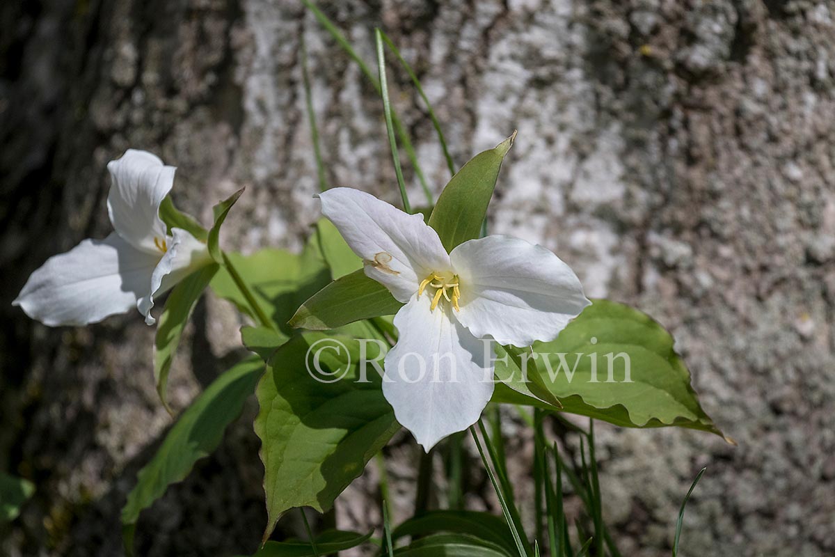White Trillium