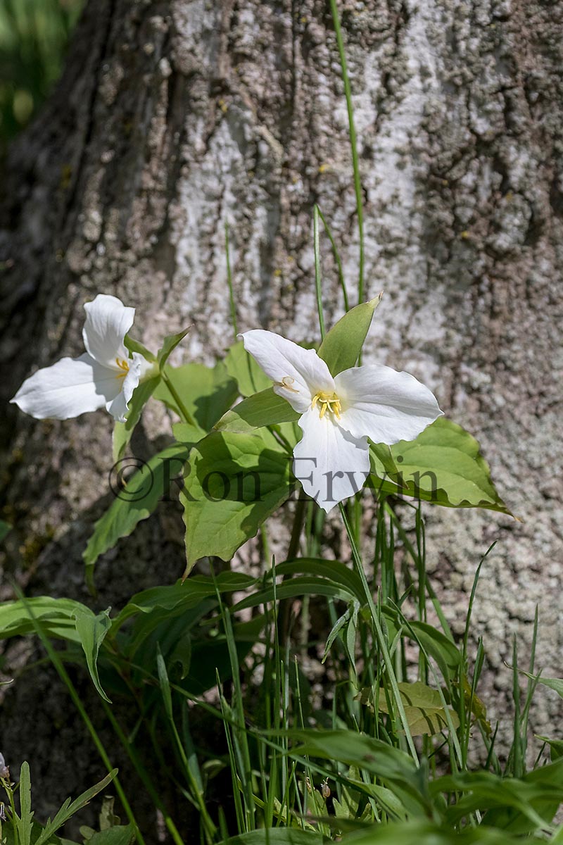 White Trillium
