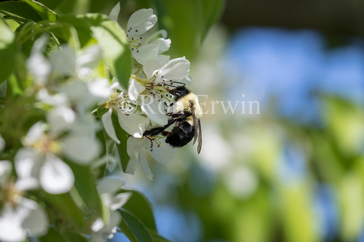 Bumblebee