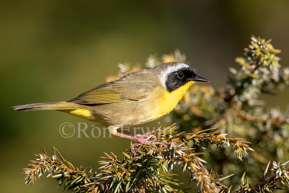 Common Yellowthroat Warbler Male