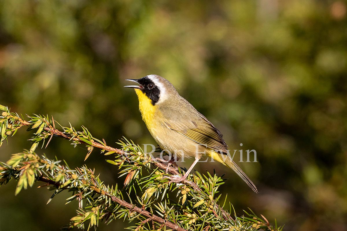 Common Yellowthroat Warbler Male