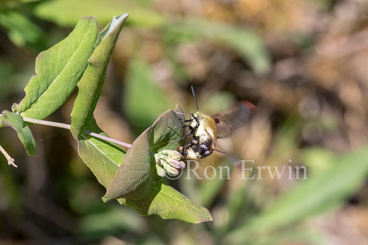 Snowberry Clearwing Moth
