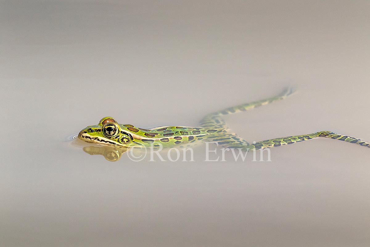 Northern Leopard Frog