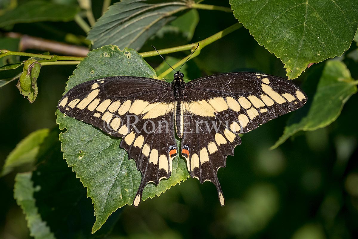 Giant Swallowtail