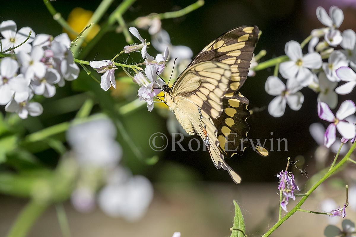 Giant Swallowtail