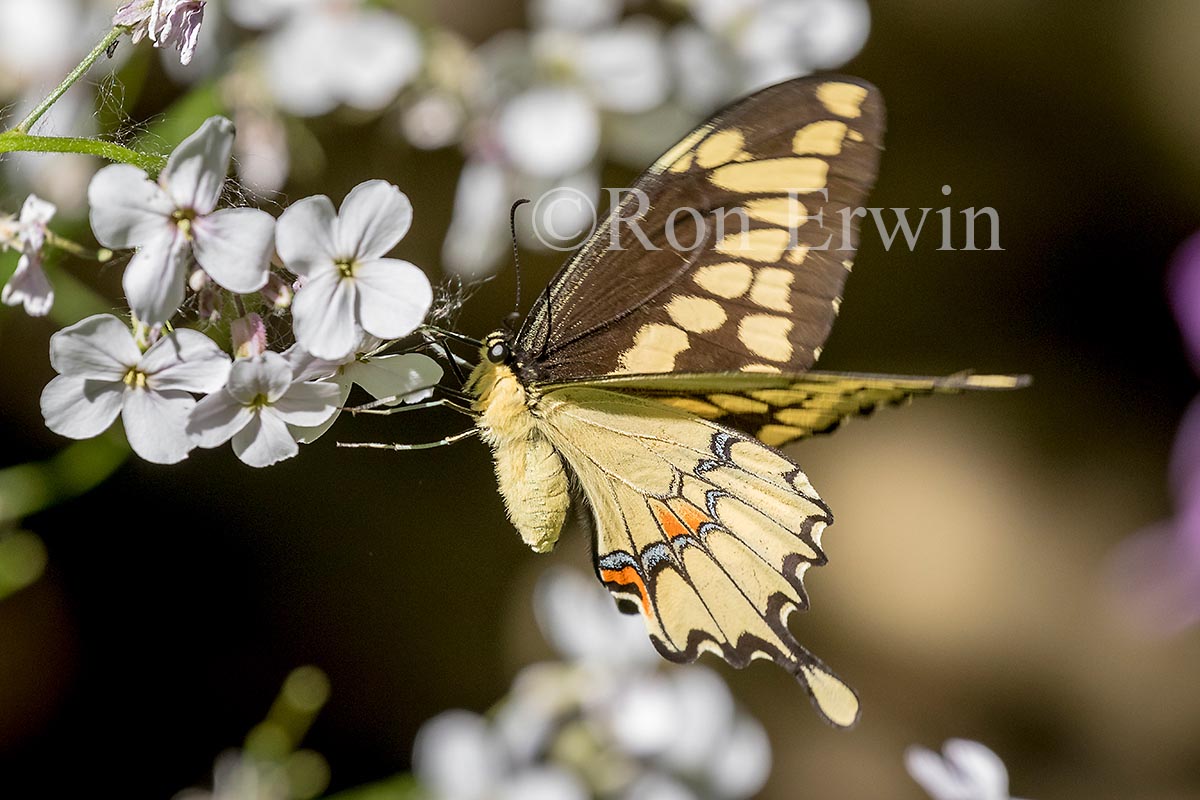 Giant Swallowtail