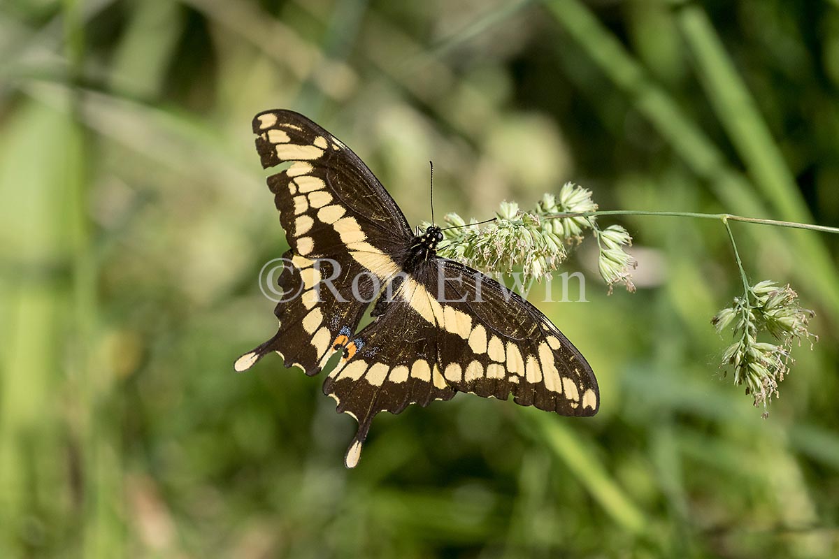 Giant Swallowtail