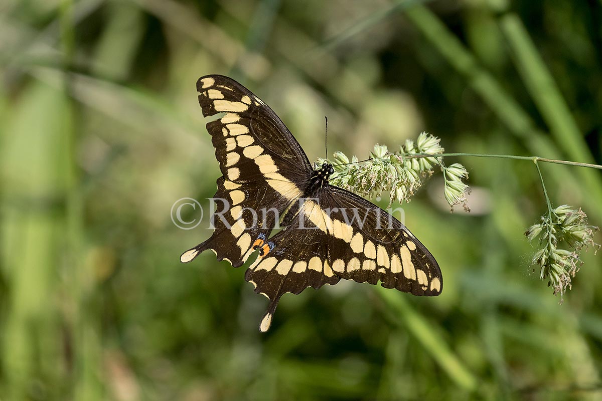 Giant Swallowtail