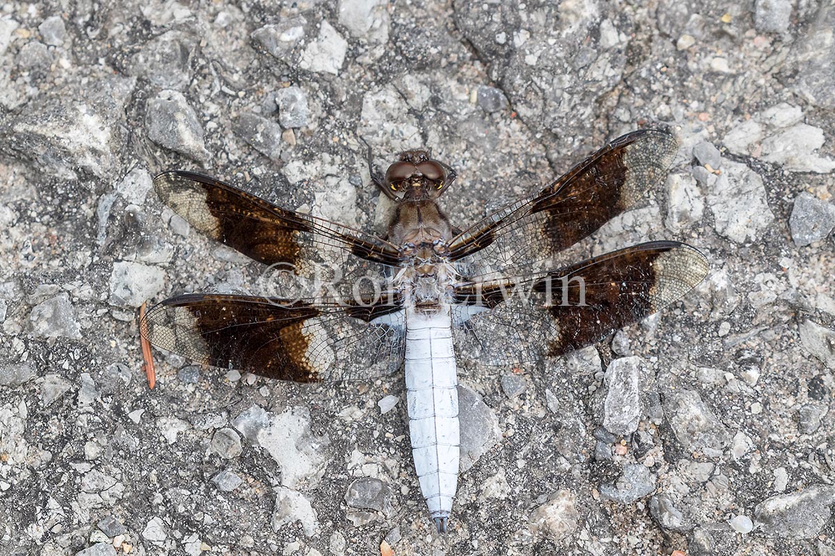 Male Common Whitetail Dragonfly