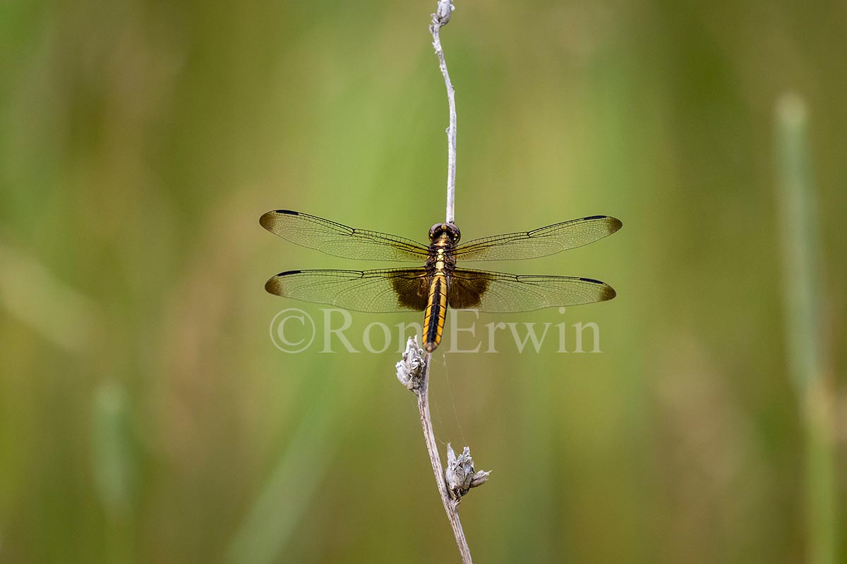 Female Widow Skimmer Dragonfly