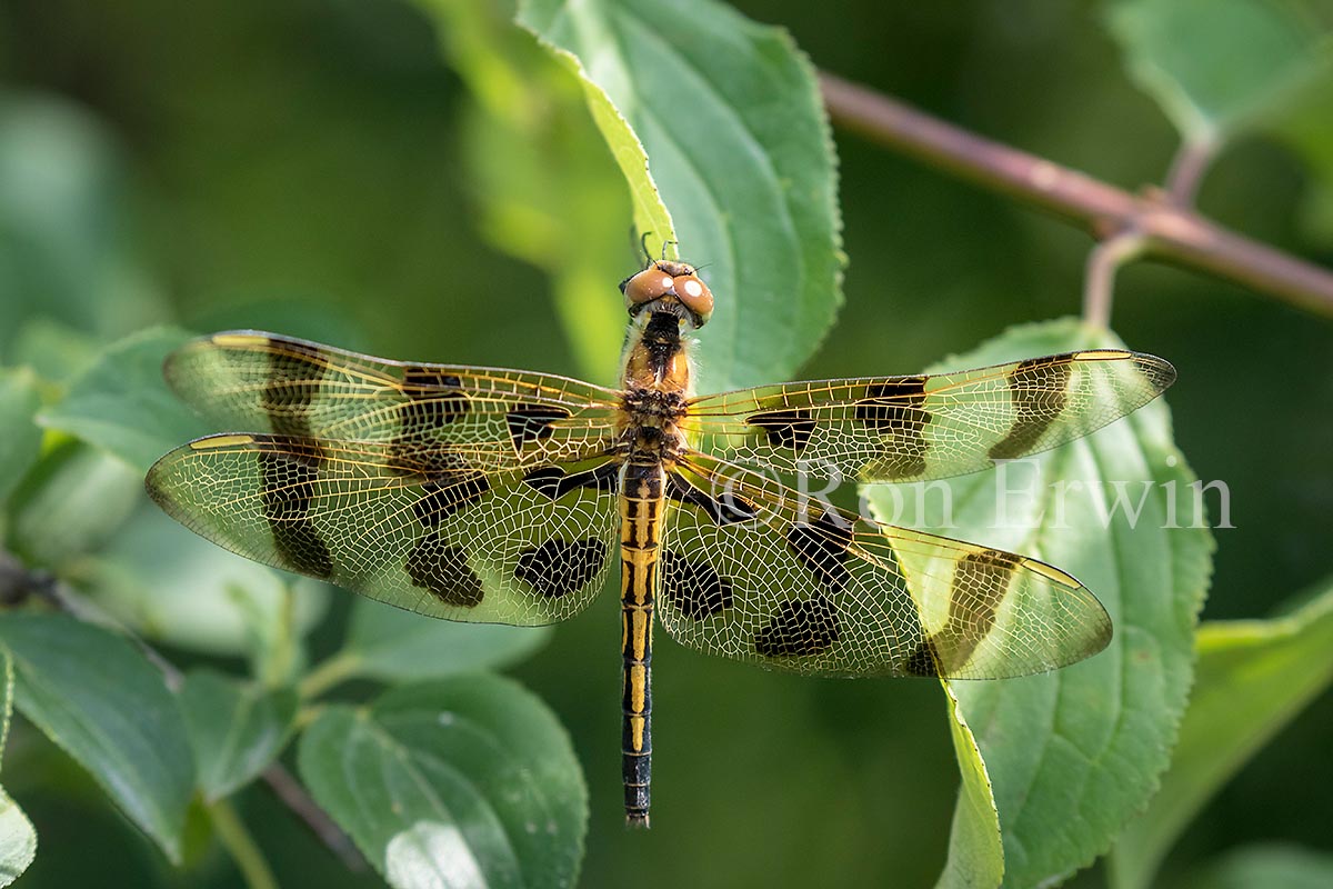 Halloween Pennant  Female