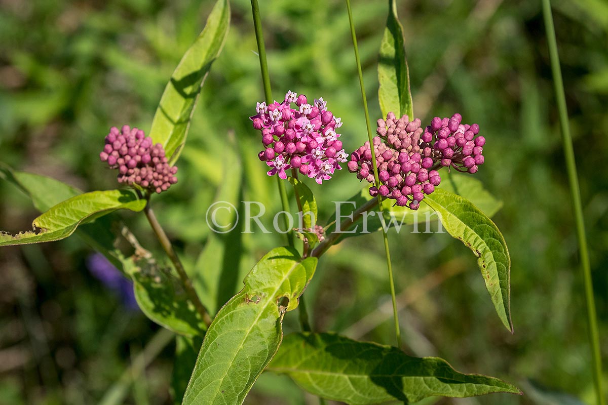 Swamp Milkweed