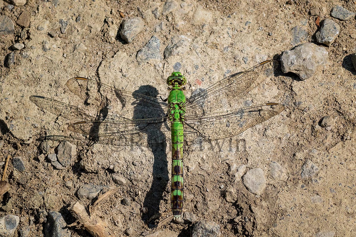 Eastern Pondhawk Female