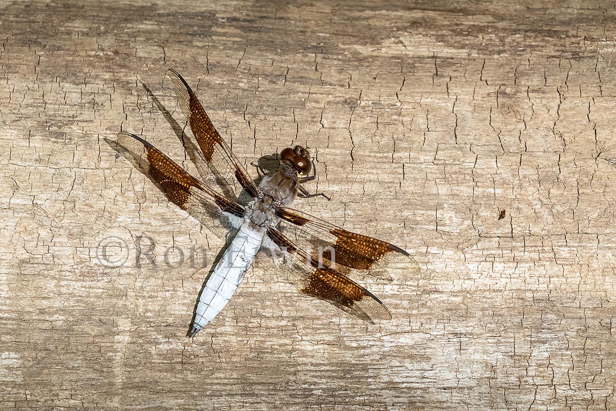 Male Common Whitetail Dragonfly