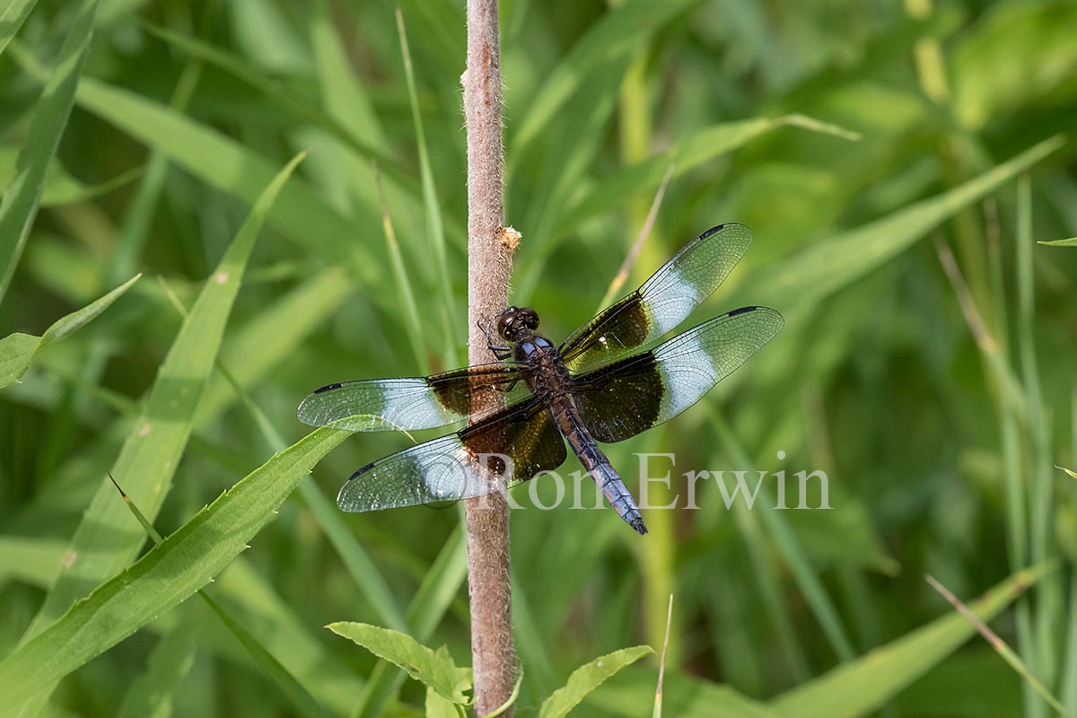 Male Widow Skimmer Dragonfly