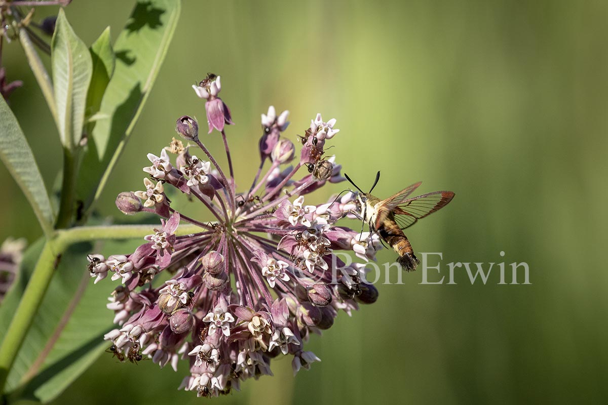 Snowberry Clearwing Moth