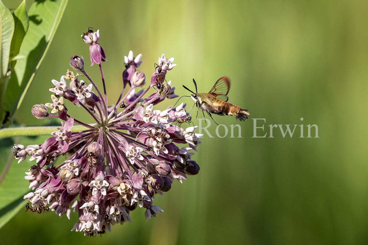 Snowberry Clearwing Moth