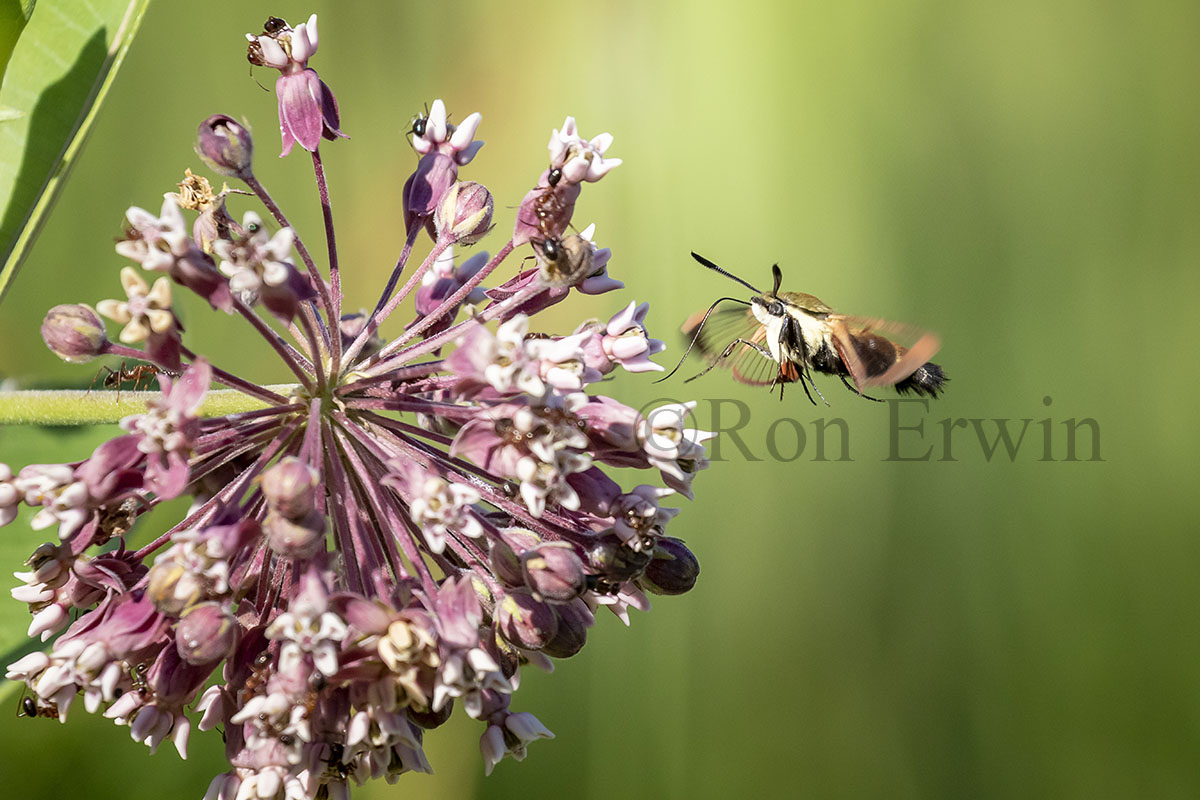 Snowberry Clearwing Moth