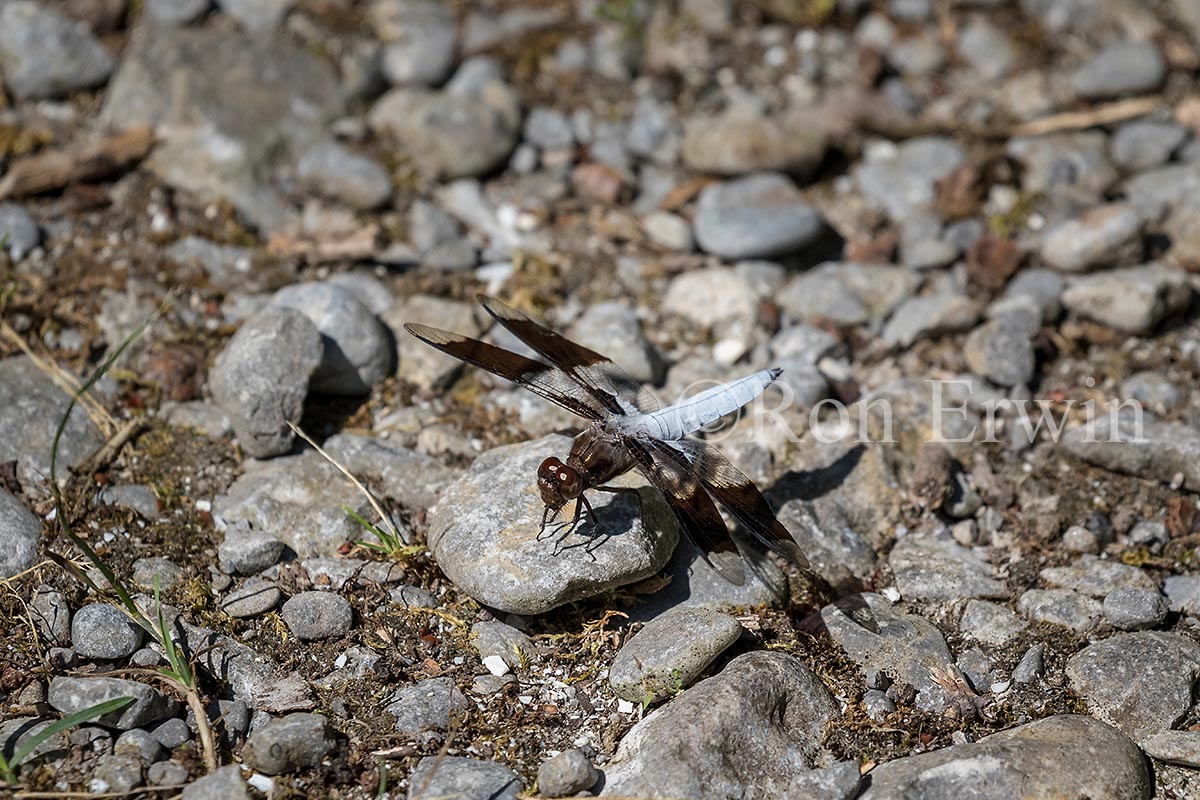 Male Common Whitetail Dragonfly