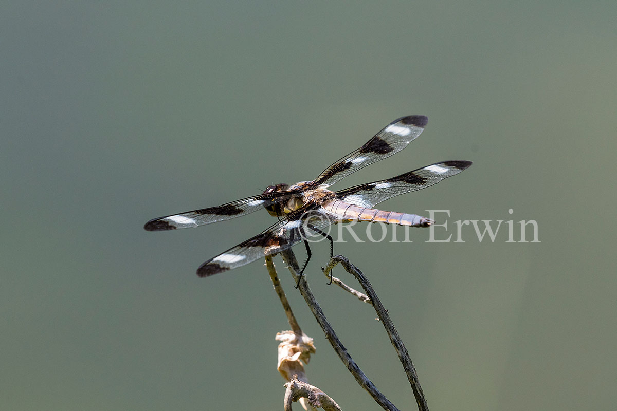 Twelve-spotted Skimmer Male