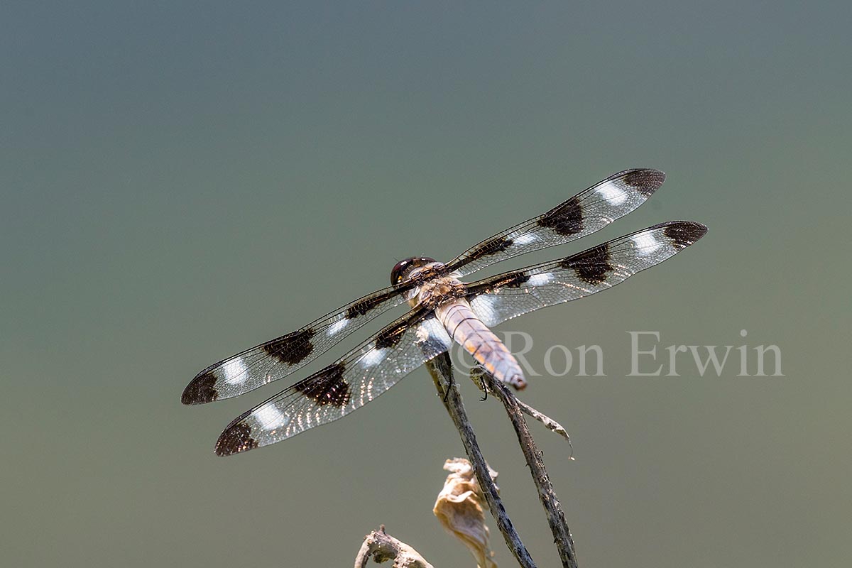 Twelve-spotted Skimmer Male