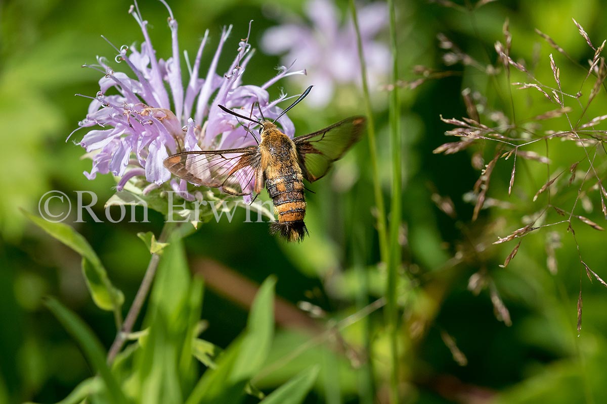 Snowberry Clearwing Moth