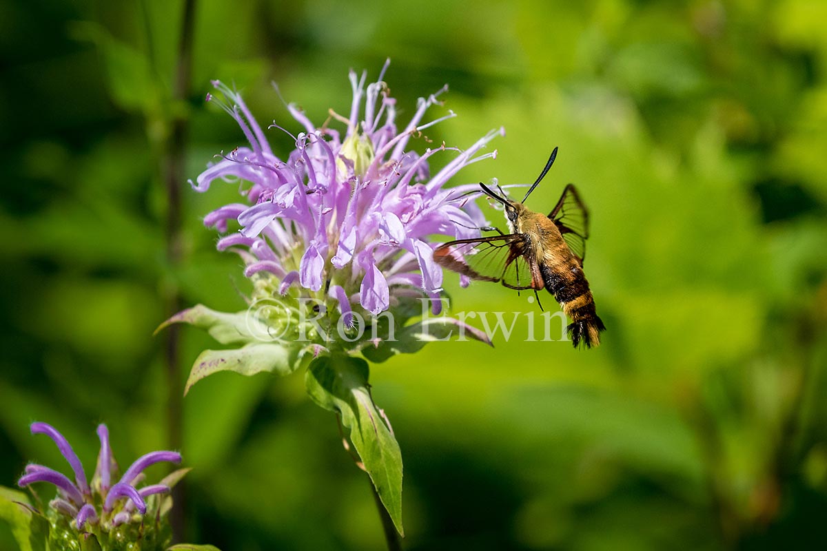 Snowberry Clearwing Moth