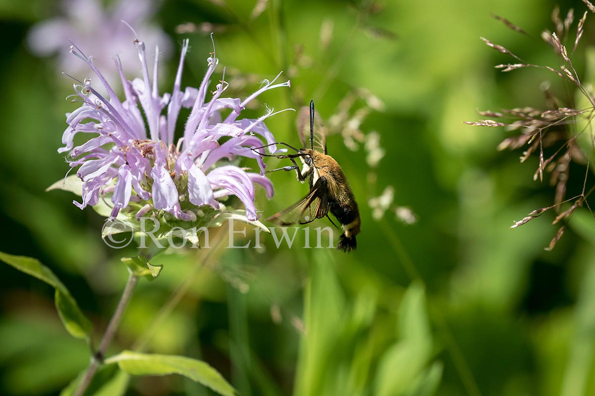 Snowberry Clearwing Moth