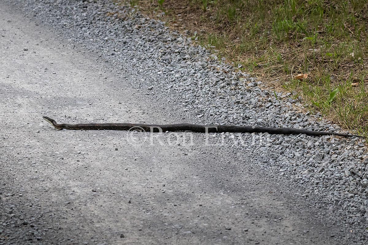 Gray Ratsnake