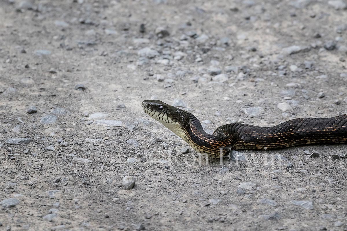 Gray Ratsnake