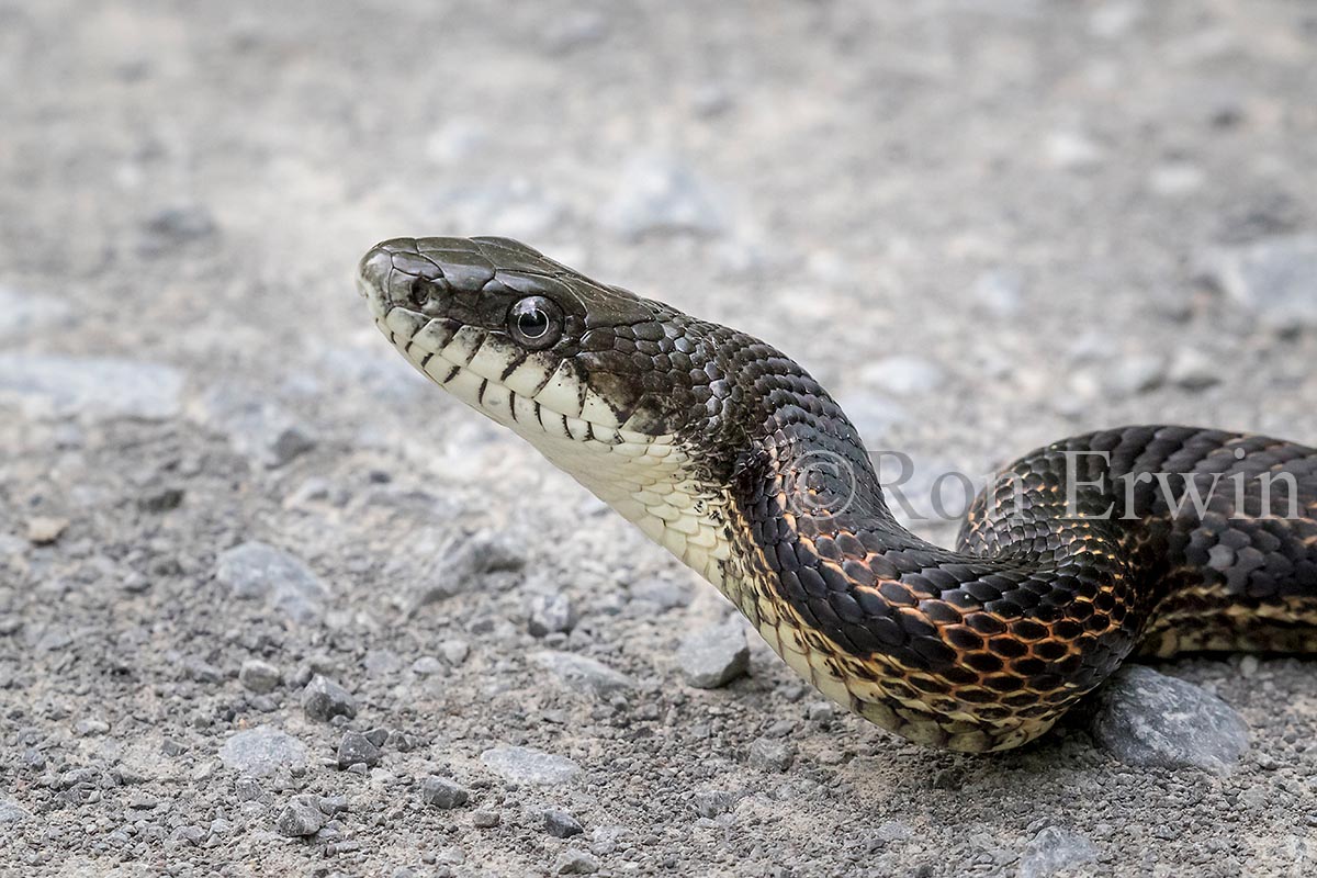 Gray Ratsnake