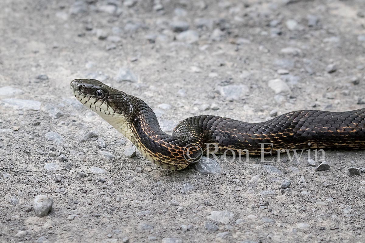 Gray Ratsnake