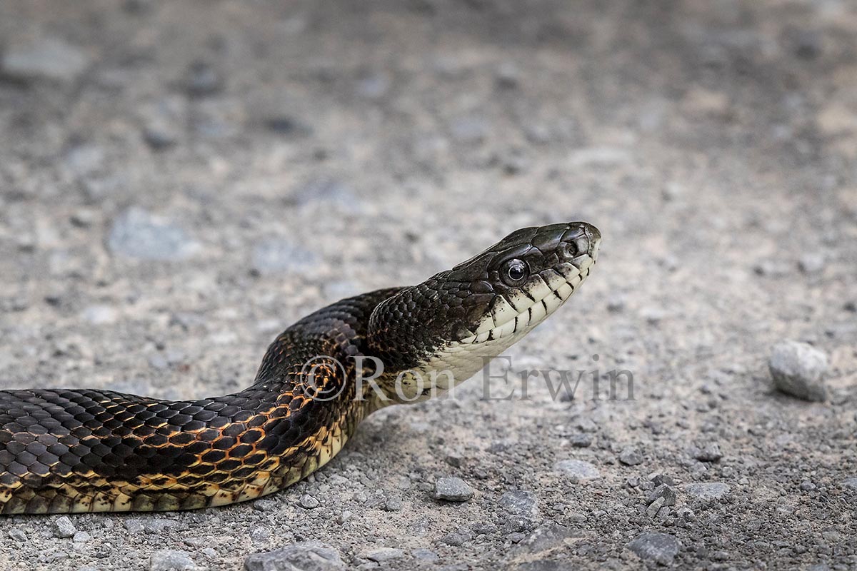 Gray Ratsnake