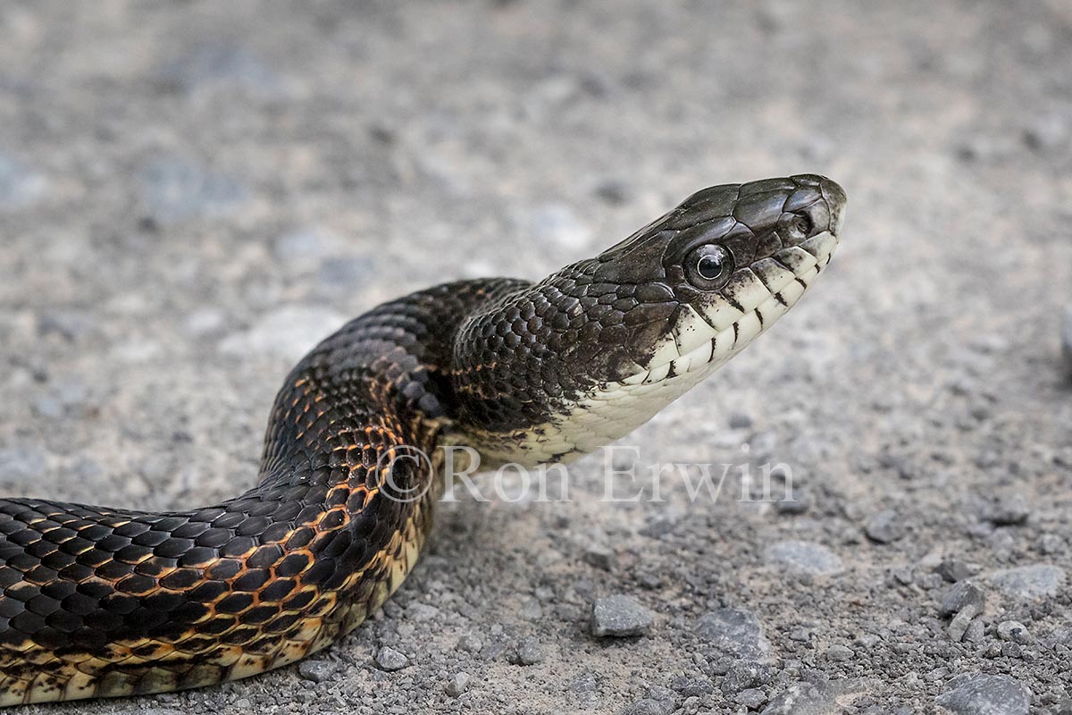 Gray Ratsnake