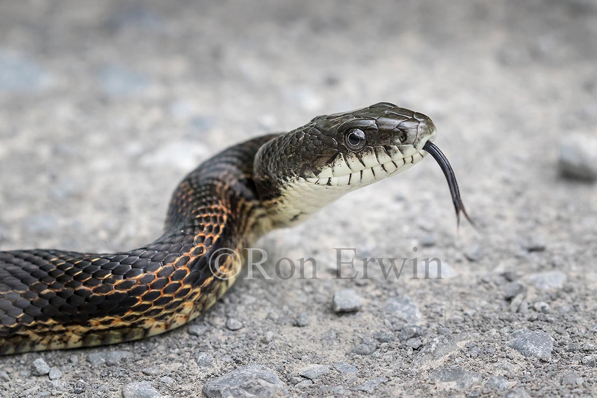 Gray Ratsnake