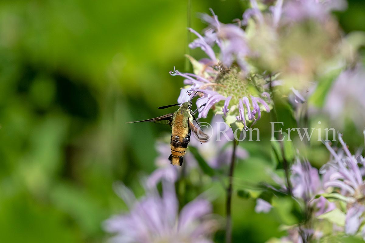 Snowberry Clearwing Moth