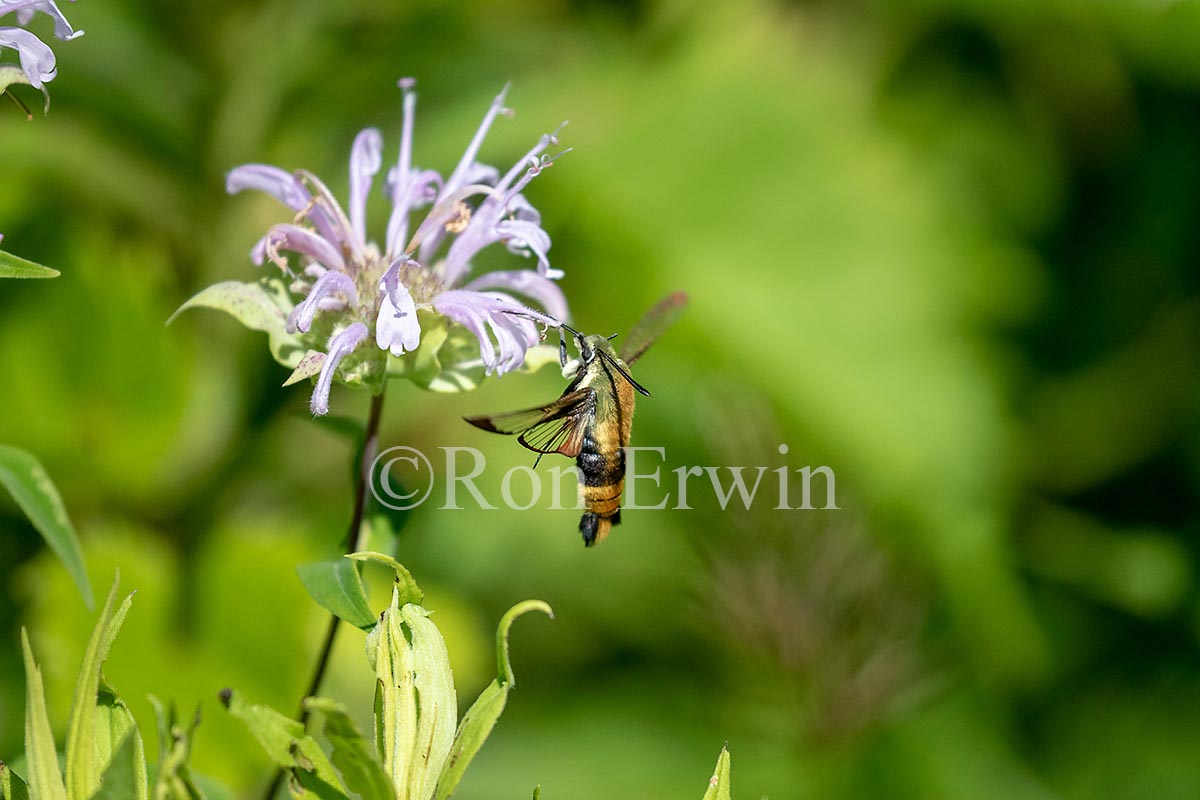 Snowberry Clearwing Moth