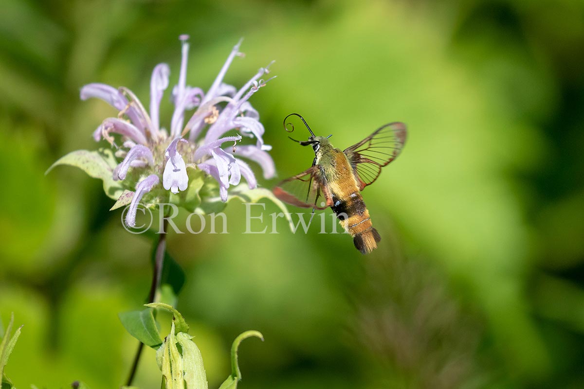 Snowberry Clearwing Moth