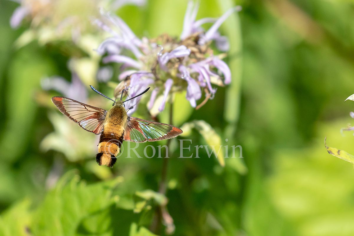 Snowberry Clearwing Moth