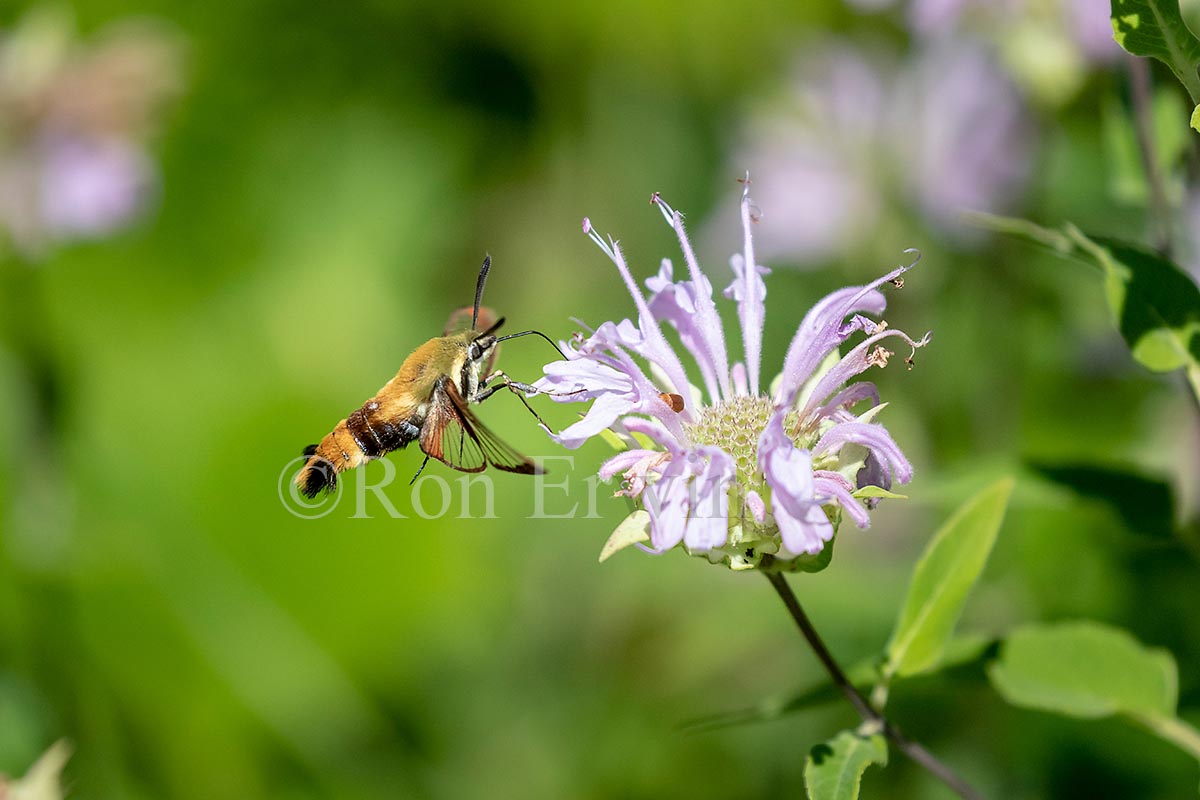 Snowberry Clearwing Moth